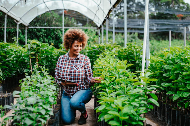 istock Woman checking crops in greenhouse using digital tablet 1454032964