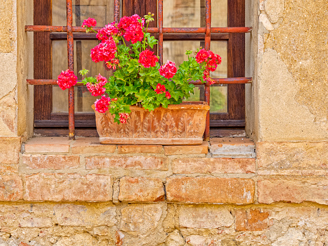 Old fashioned geraniums in front of an old building. Magenta pelargoniums in a planter in front of a window in an old white wall. Location: Uelsen, Lower Saxony, Germany