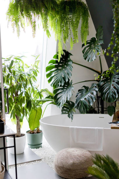 istock White bathroom with bathtub, green plants 1454034661