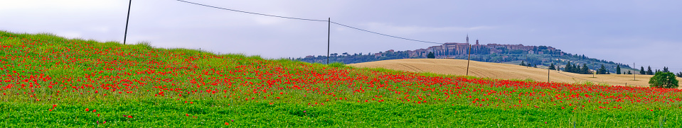 View of wildflower poppies in the countryside by the town of Pienza in Tuscany Italy