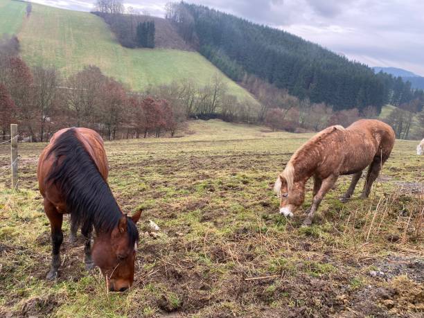 istock Horses grazing in the pasture 1454035044