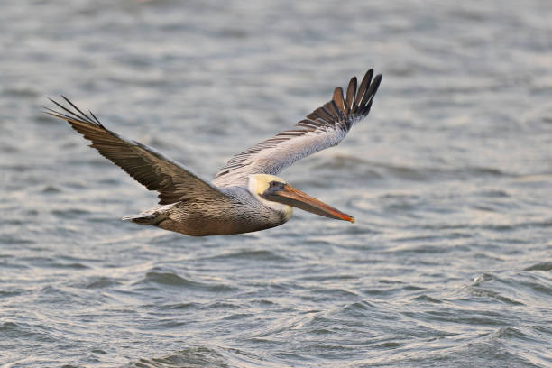 istock An adult brown pelican (Pelecanus occidentalis) in flight 1454036555