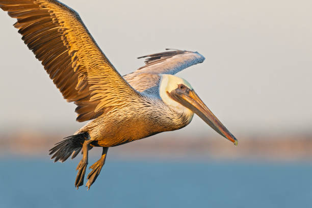 An adult brown pelican (Pelecanus occidentalis) in flight A large brown pelican flying in the morning above the sea. brown pelican stock pictures, royalty-free photos & images