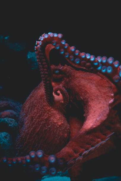 istock Vertical closeup shot of a giant octopus underneath a water 1454037061