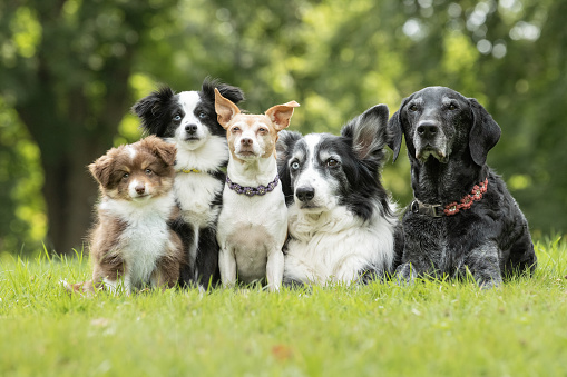 Beautiful purebred dog photographed outdoors in nature.