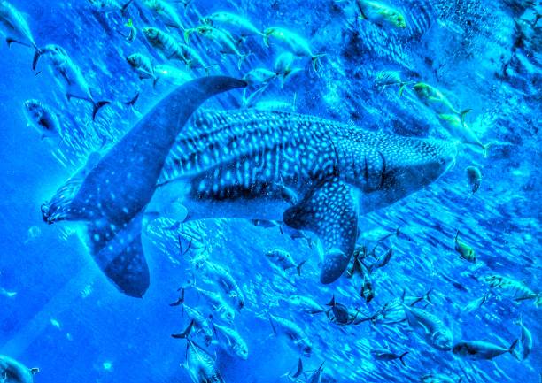 Whale Shark Swimming Through a School of Fish stock photo