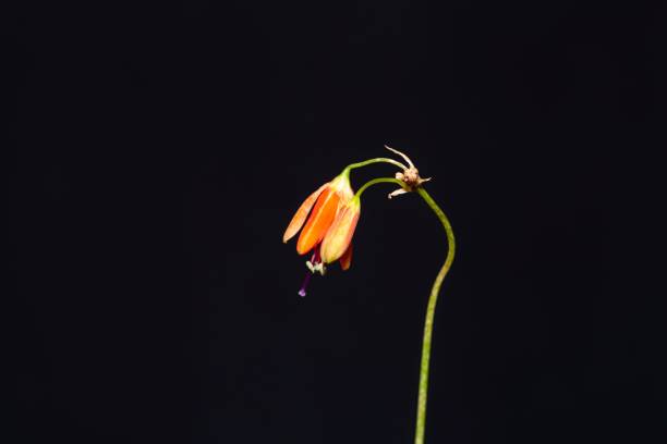 istock Flower of a coral drop, Bessera elegans 1454038394
