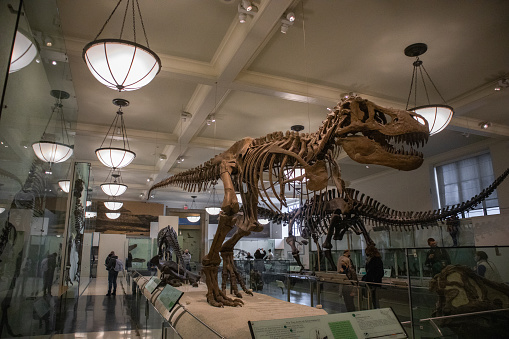 New York City, United States – January 27, 2022: A shot of a Tyrannosaurus skeleton at the American Museum of Natural History