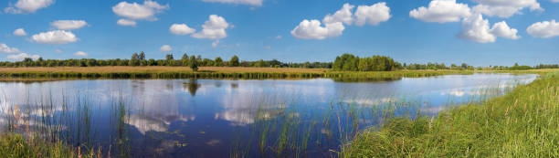 istock Summer rushy lake panorama view with clouds reflections. 1454039492