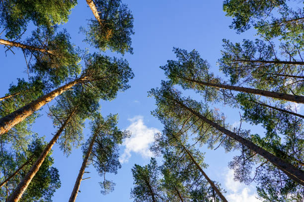 istock Tall evergreen pine trees on a background of blue sky with white clouds, bottom up view 1454039575