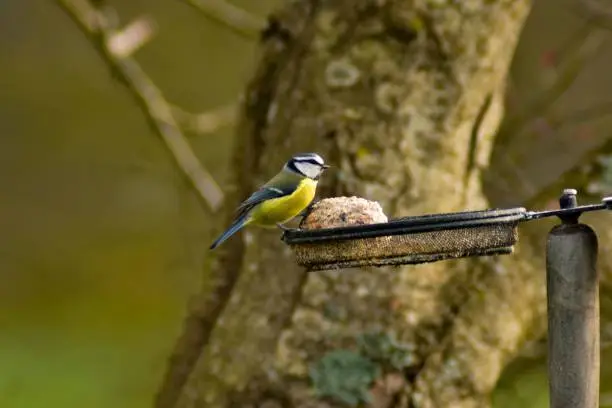 An Eurasian blue tit eating fatballs in a metal bird feeder on a tree branch with blur background