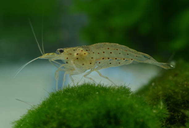 Caridina multidentata, a species of shrimp from the family Atyidae, in aquarium on a moss ball (Marimo,Cladofora )