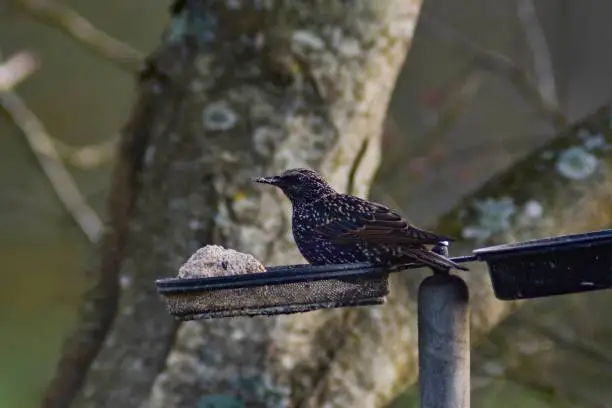 A Common starling bird eating fatballs in a bird feeder on a tree branch with blur background