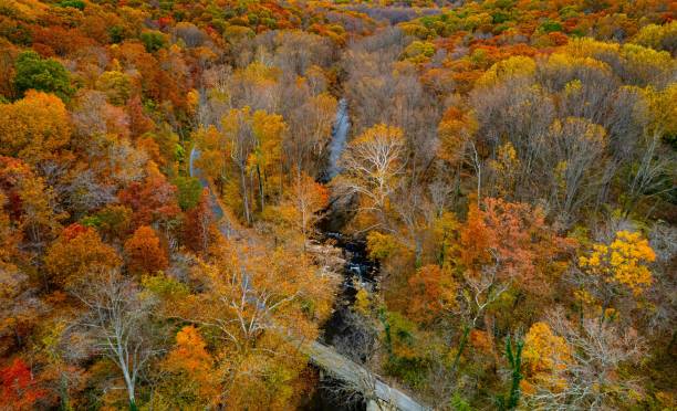 istock Aerial shot of fall foliage in a forest. 1454041296