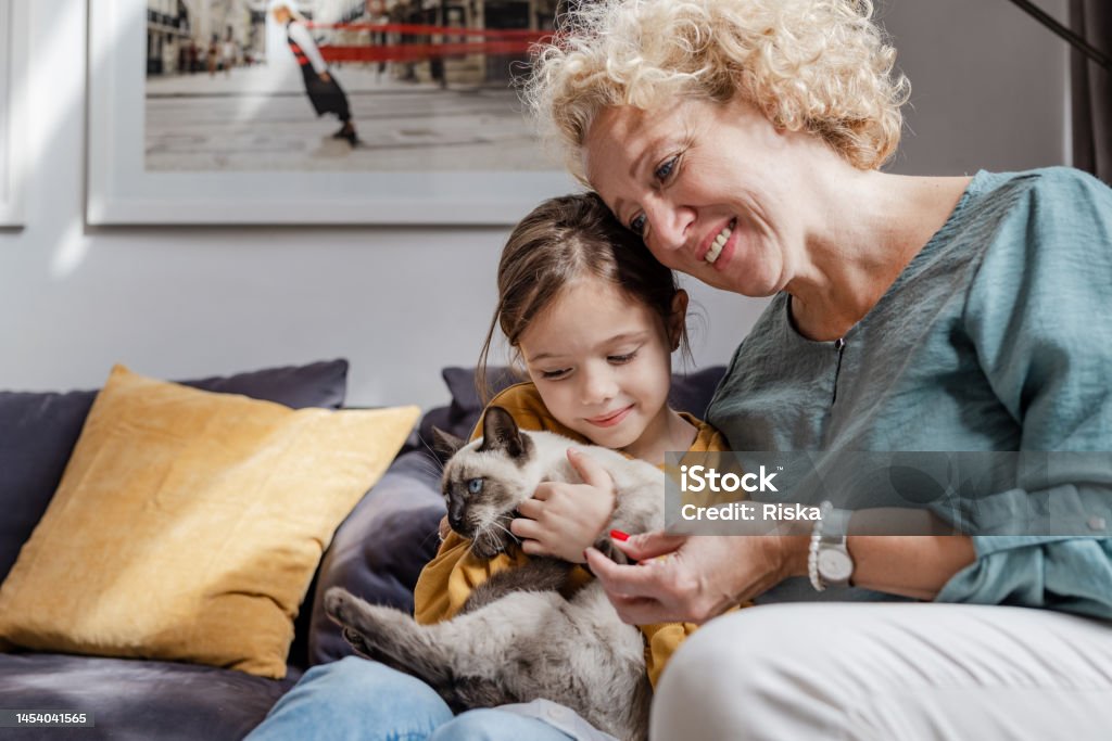 Senior woman and her granddaughter taking care of a cat A happy smiling child holding a household cat on her lap and stroking it. A lovely girl and her grandmother are sitting on the couch. Family Stock Photo