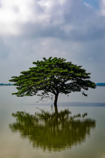 istock Lone tree silhouetted in a shallow lake out in countryside 1454042132