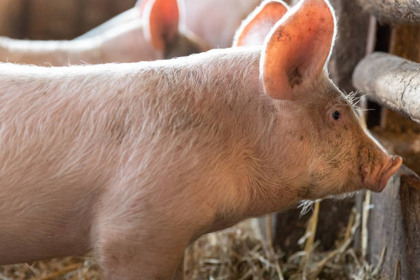 istock piglet in a farm in europe free range for meat selective focus background blur 1454042373