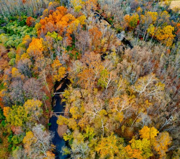 istock Aerial shot of fall foliage in a forest. 1454042531