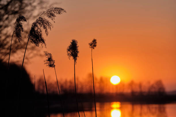 amanhecer no lago - рассвет - fotografias e filmes do acervo