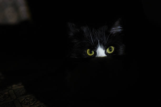 ritratto di un gatto in bianco e nero, solo gli occhi sono visibili. - behavior shock human face surprise foto e immagini stock
