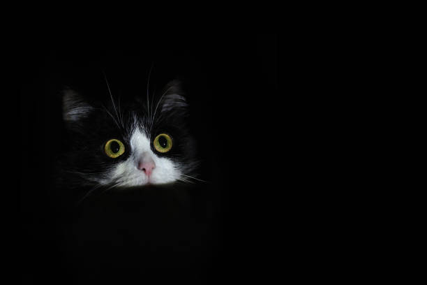 ritratto di un gatto in bianco e nero, solo la testa è visibile. - behavior shock human face surprise foto e immagini stock