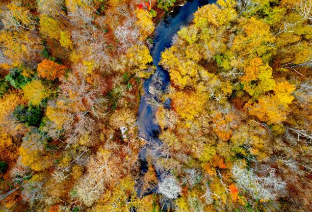 istock Aerial shot of fall foliage in a forest. 1454043331
