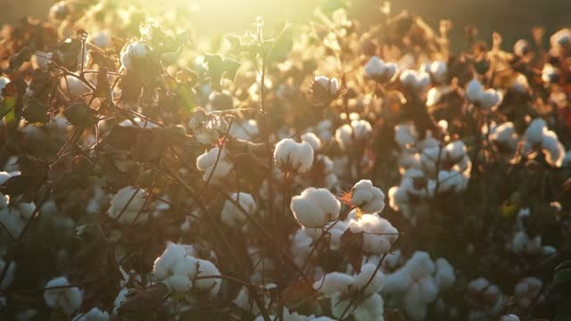 Cotton Bush on the background of sunlight , ready for harvesting. Cotton field