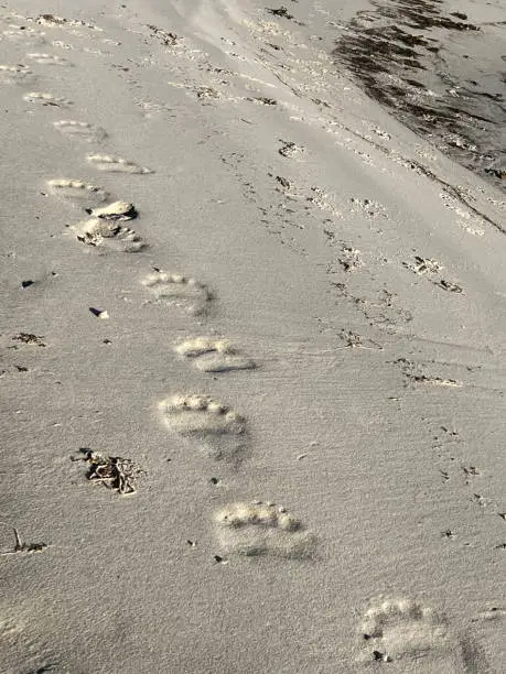 Polarbear tracks in Svalbard