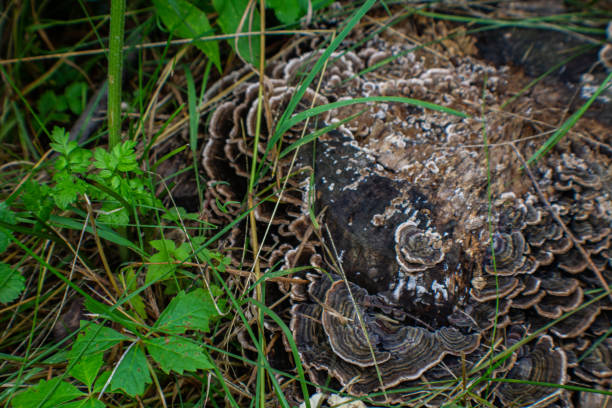 istock Animals and nature in boucherville 1454043568