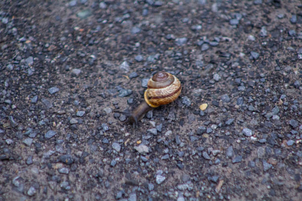 istock Animals and nature in boucherville 1454043688