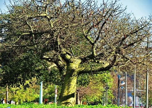 The silk floss tree or ceiba speciosa (bottle tree) in Buenos Aires city.Boab tree.Palo Borracho tree.
