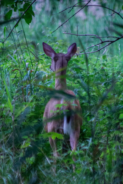 istock Animals and nature in boucherville 1454044440