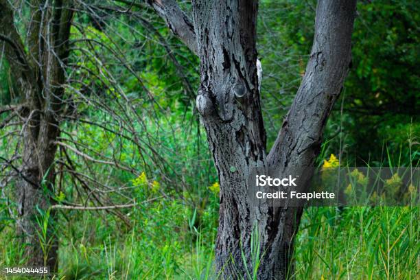 Animals And Nature In Boucherville Stock Photo - Download Image Now - Animal, Animal Themes, Animal Wildlife