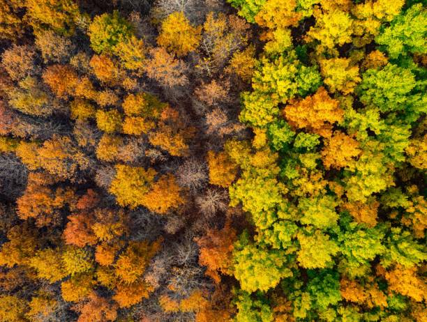 istock Aerial shot of fall foliage in a forest. 1454044497