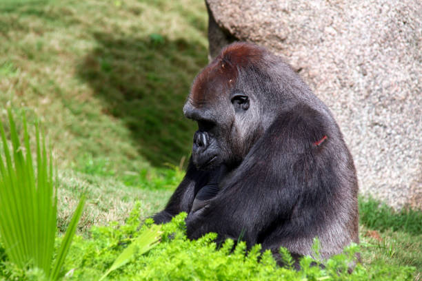 silberrückengorilla sitzt im gras. - ape majestic monkey leadership stock-fotos und bilder