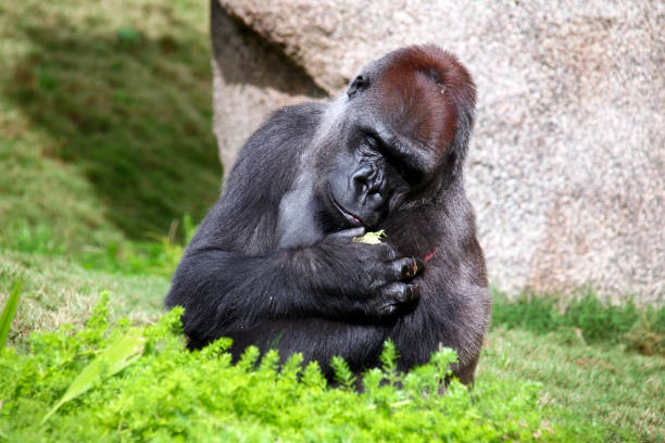 ein wunderschöner silberrückengorilla, der auf den schnitt an seiner schulter schaut. - ape majestic monkey leadership stock-fotos und bilder