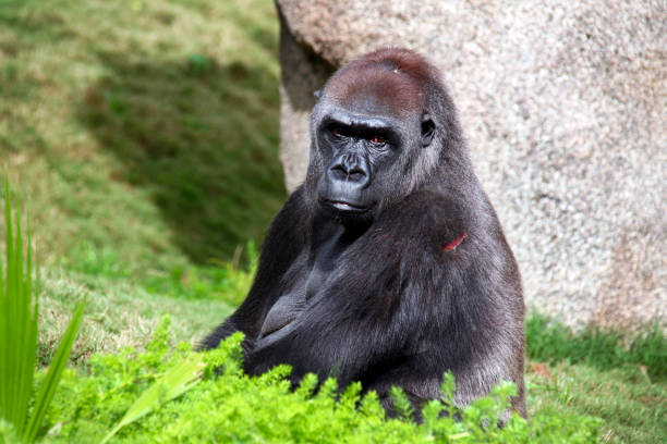 카메라를 보고 있는 실버백 고릴라. - leadership ape monkey majestic 뉴스 사진 이미지