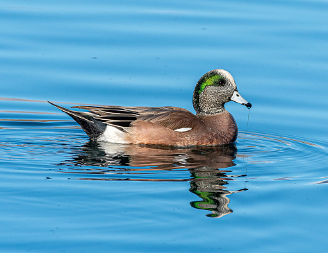 A beautiful drake American Wigeon duck swims and feeds in a Colorado pond.