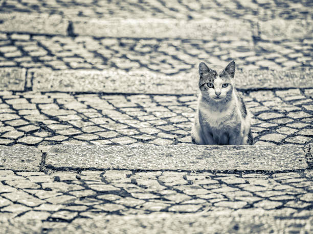 Domestic cat seen along the streets of Scanno in Abruzzo  Italy