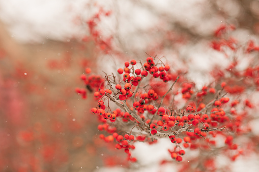Whimsical Snowy Red Berry Tree Branch on a Bright Snow Day in Chillicothe, Ohio in December 2022