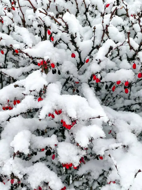 Red berries on tree branches under a white cover of snow in winter.