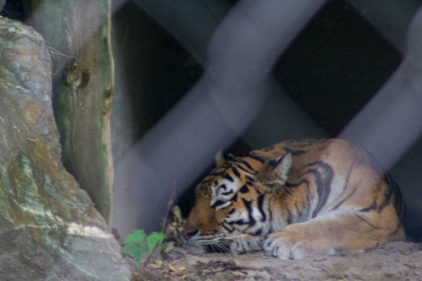 istock Animals at the Granby Zoo 1454046925