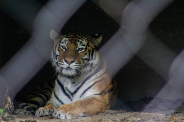 istock Animals at the Granby Zoo 1454046967