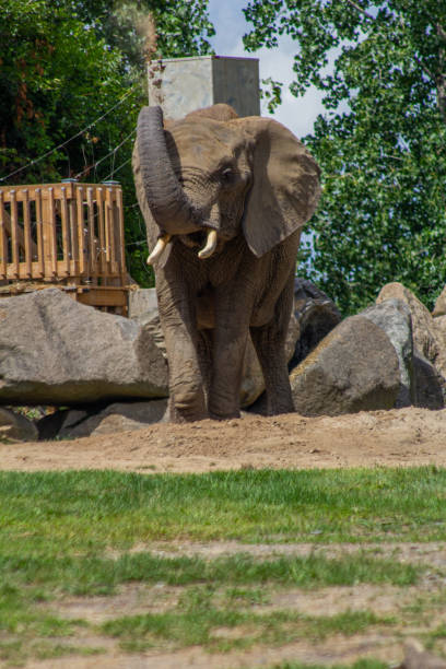 istock Animals at the Granby Zoo 1454046995