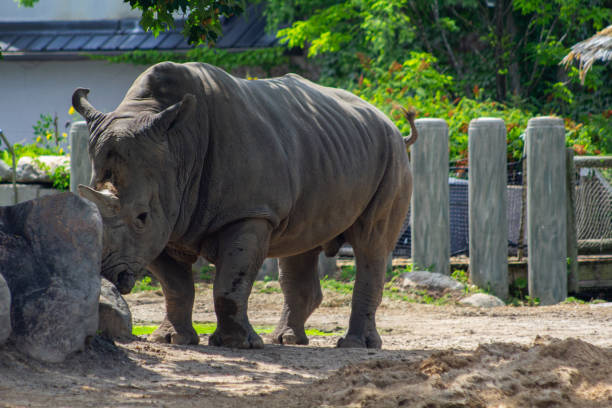 istock Animals at the Granby Zoo 1454047026