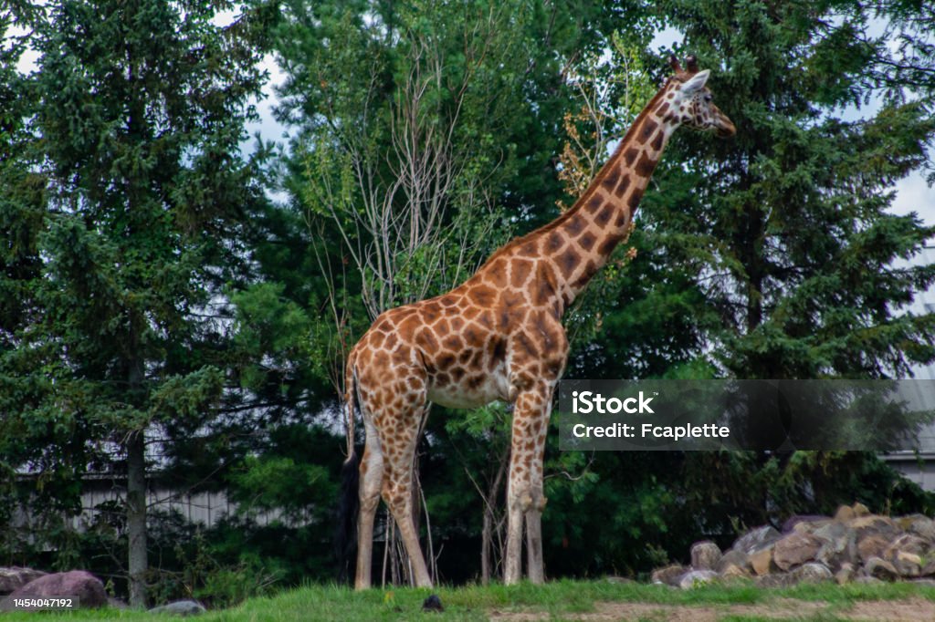 Animals At The Granby Zoo Stock Photo - Download Image Now - Animal, Animal  Themes, Animal Wildlife - iStock