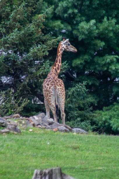 istock Animals at the Granby Zoo 1454047213