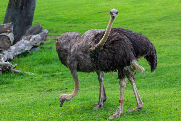 istock Animals at the Granby Zoo 1454047226