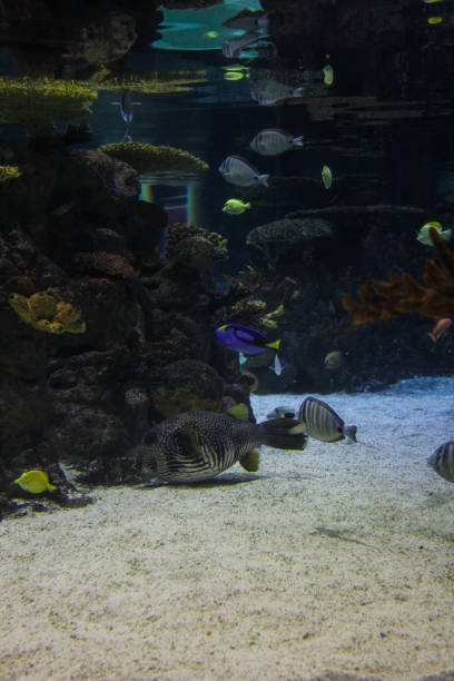 istock Sea life with animals and plants 1454047318