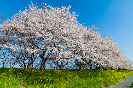 Cherry Blossom Trees Against Clear Blue Sky in the Morning